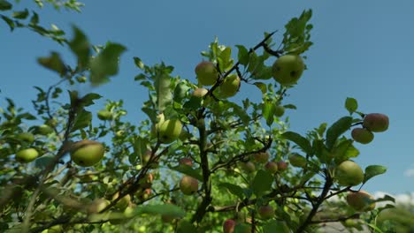 Sidy-dolly-shot-of-an-ripe-apples-hanging-on-the-tree-on-sunny-day-during-summer-with-blue-sky