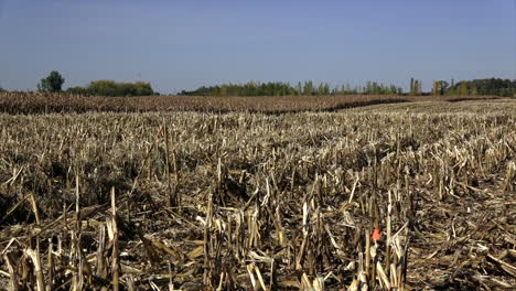 corn-stalks-and-half-combined-corn-field