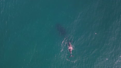 A-small-research-drone-hovers-while-filming-a-newly-born-baby-Humpback-Whale-floating-on-the-ocean-surface