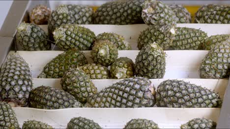 Collection-of-Pineapples-after-harvest-make-their-way-through-factory-processes