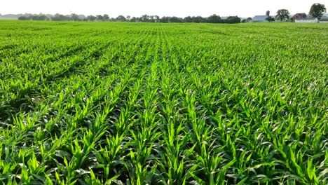 A-vast-cornfield-under-the-sun