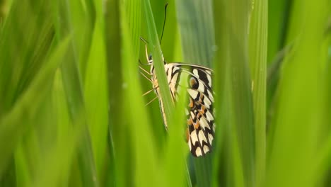 Butterfly-in-green-grass-.-wings-