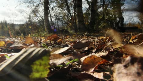 Herbstblätter-Wehen-über-Den-Waldboden---Erle-Und-Birke