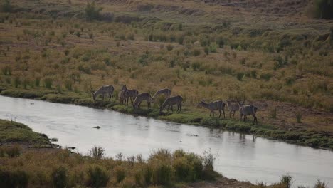 Beside-an-African-river,-a-herd-of-waterbuck-grazes-peacefully,-their-gentle-movements-echoing-the-rhythm-of-the-wild