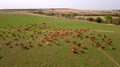 Herd-of-cows-on-pastures-in-Portugal