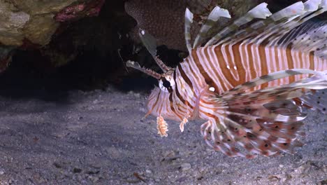 Rotfeuerfisch-Aus-Nächster-Nähe-über-Sandigem-Riff