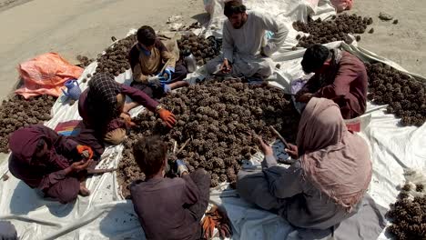 Pinienkernparadiese-In-Afghanistan