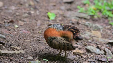Facing-to-the-left-while-preening-and-cleaning-its-left-wing-and-back-feathers,-Ferruginous-Partridge-Caloperdix-oculeus,-Thailand