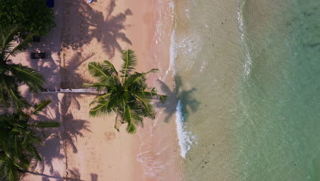 Palm-tree-above-tropical-Koh-Kood-sand-beach-washed-by-ocean-waves
