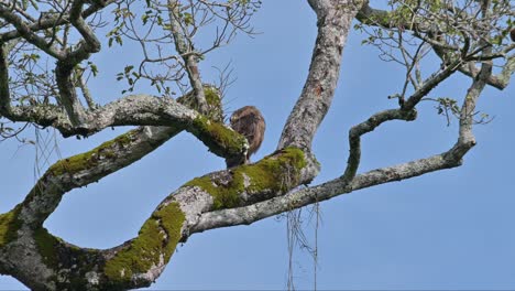 Aus-Der-Ferne-Auf-Einem-Ast-Eines-Großen-Baumes-Sitzend,-Nach-Links-Schauend-Und-Sich-Putzend-Gesehen,-Haubenschlangenadler-Spilornis-Cheela,-Thailand