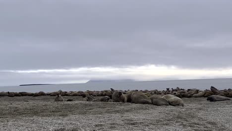 Handheld-shot-of-walruses-on-the-beach-during-an-adventurous-expedition-through-the-northern-coastline-of-Svalbard-Norway-on-a-cloudy-morning