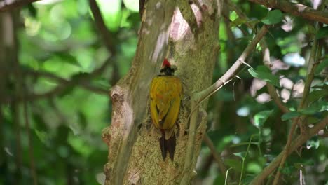 Pecking-on-the-bark-of-the-tree-then-stops-to-look-back-then-scratches-it-neck,-Common-Flameback-Dinopium-javanense,-Thailand