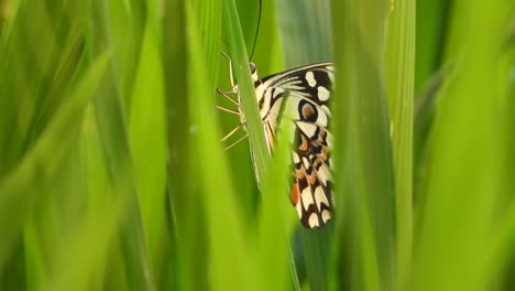 Butterfly-father-eyes---green-grass-