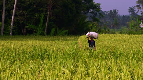 Farmer-walking-in-plantation-field-with-full-sack-on-his-head,-Bali