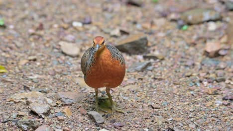 Facing-to-the-right-then-scratches-its-head-and-looks-around-then-walks-away-to-the-left,-Ferruginous-Partridge-Caloperdix-oculeus,-Thailand