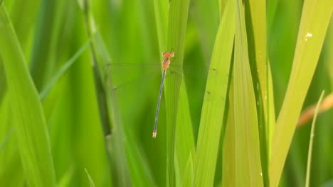 Dragonfly---in-rice-grass---waiting-for-pry