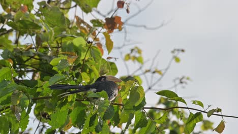 Verkleinern-Sie-Diesen-Vogel,-Der-Morgens-Im-Wald-Auf-Einem-Ast-Ruht,-Orientalischer-Rattenhornvogel-Anthracoceros-Albirostris,-Thailand