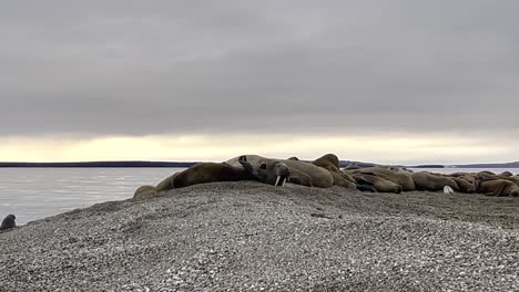 Handheld-camera-shot-of-walrus-sighted-on-land-during-expedition-boat-trip-along-northern-coastline-of-Svalbard-Norway-on-exciting-and-interesting-trip