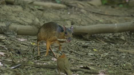 Facing-to-the-right-while-foraging-for-some-food-on-the-forest-ground-while-a-bird-plays-around-in-its-front-and-goes-away-to-the-left,-Lesser-Mouse-Deer-Tragulus-kanchil,-Thailand