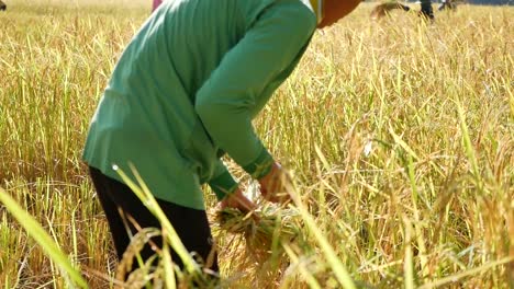 Asian-Farmer-Harvest-Rice-on-Mountain,-editorial