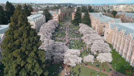 Aerial-shot-of-students-relaxing-at-the-University-of-Washington-surrounded-by-cherry-blossoms
