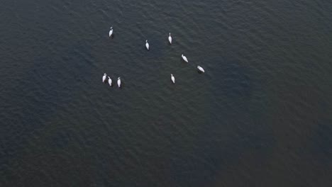 Anmutige-Flamingos-Im-Ruhigen-Meer