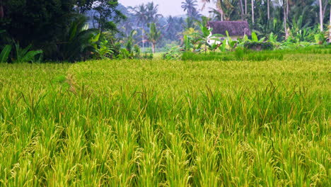 Hombre-Nativo-Paseando-Por-Los-Tallos-De-Los-Cultivos-En-El-Campo-Agrícola-En-Ubud,-Bali.