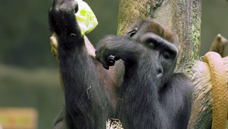 Ein-Gorilla-Sitzt-In-Einem-örtlichen-Zoo-Auf-Einem-Stein