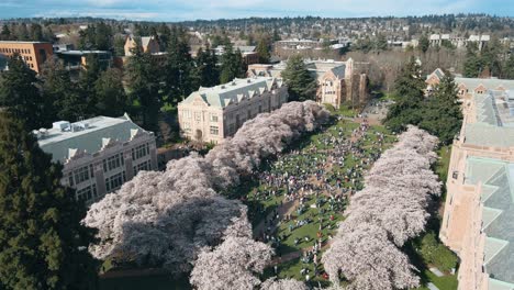 Aerial-shot-of-a-large-crowd-at-the-cherry-blossoms-at-the-University-of-Washington