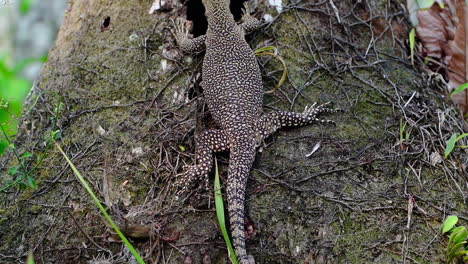 Asian-water-monitor-lizard-with-dotted-patern-on-skin-on-tree-trunk