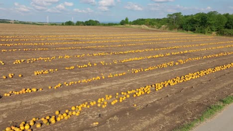 Vast-Plantation-Of-Pumpkin-Fields-In-Harvest-Season
