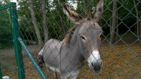 A-sad-donkey-confined-in-an-enclosure-surrounded-by-a-fence