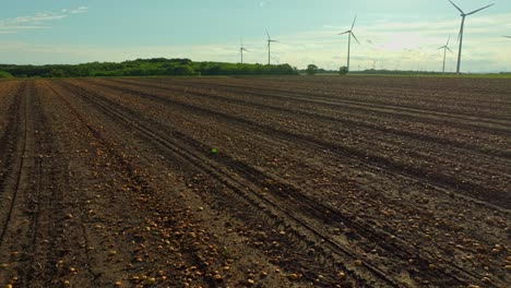 After-Harvest-Fields-Of-Pumpkin-Plantation-With-Wind-Turbines-In-The-Background