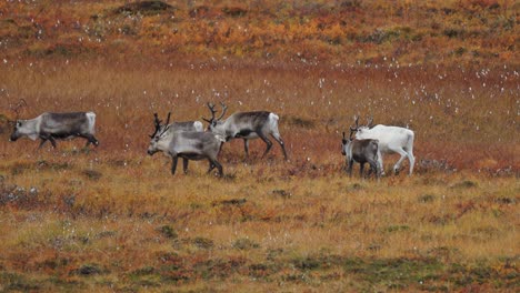 An-unusual-white-reindeer-in-the-herd