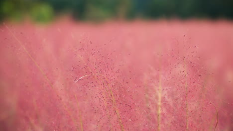 Pink-Muhly-Grass-Slowly-Sways-or-Muhlenbergia-Capillaris,-Perennial-Tufted-Ornamental-Grass-with-Narrow-Long-Leaves-and-Small-Red-to-Pink-Flowers---parallax