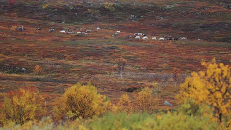 Eine-Rentierherde-Zieht-Durch-Die-Herbstliche-Tundra