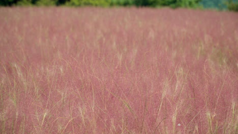 Pink-muhly-grass-field-on-sunny-day