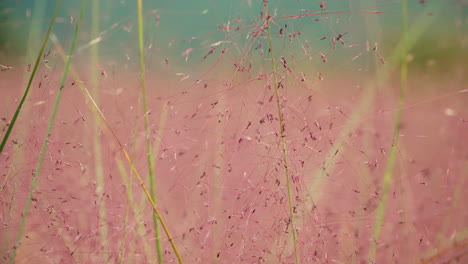 Pink-Muhly-Grass-Macro---Muhlenbergia-capillaris---closeup-tilt-up
