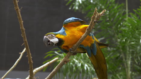 Blue-and-yellow-macaw-Ara-ararauna-moves-from-one-tiny-twig-on-the-right-to-the-one-on-the-left-and-biting-the-twigs-at-the-same-time