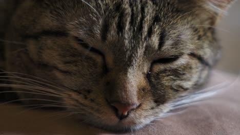 Kitty-Furbaby-Durmiendo-En-El-Sofá---Primer-Plano