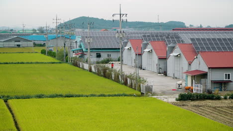 Solar-panels-on-roofs-of-commercial-storehouses,-cattle-farm-buildings-near-greenhouses-and-rice-fields-in-South-Korea-Country