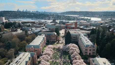 Aerial-shot-of-students-relaxing-beside-the-cherry-blossoms-at-Washington-University