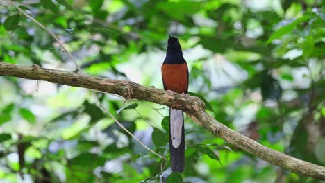 Chirping-and-singing-while-perched-on-a-branch-in-the-forest,-White-rumped-Shama-Copsychus-malabaricus,-Thailand