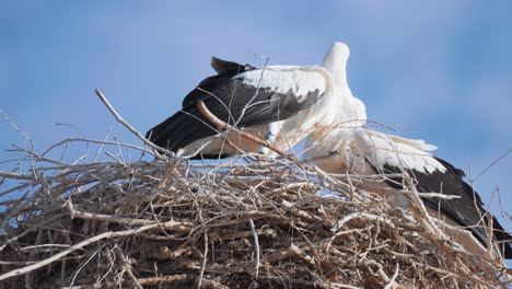 Storks-on-the-nest