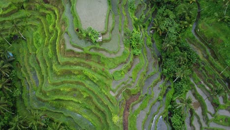 Lush-green-layers-of-terraced-rice-crops