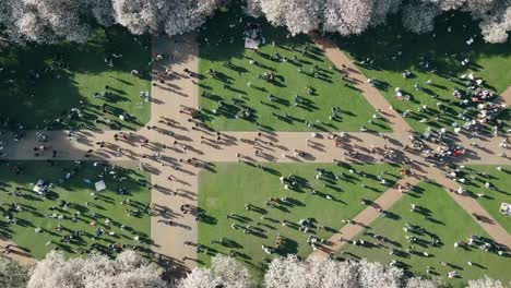 Top-down-timelapse-shot-of-students-relaxing-at-the-University-of-Washington-cherry-blossom-festival