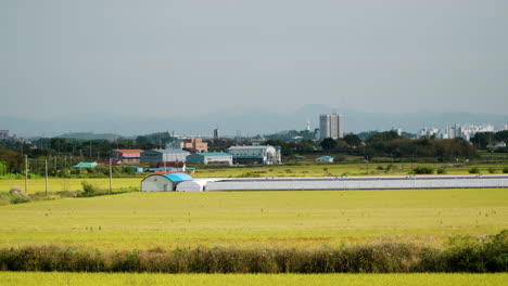 Rice-Fields-and-Greenhouses-and-Agriculture-Idustrials-Buildings-in-Gunsan,-South-Korea---Pan-Panorama