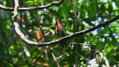 Seen-on-the-vine-looking-up-and-down-spotting-for-some-bees-to-catch-and-eat,-Red-bearded-Bee-eater-Nyctyornis-amictus,-Thailand