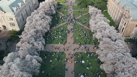 Aerial-tilting-shot-of-cherry-blossoms-on-the-University-of-Washington-campus