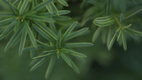 Macro-Shot-Of-Green-Tree-Leaves-In-A-Forest-Environment